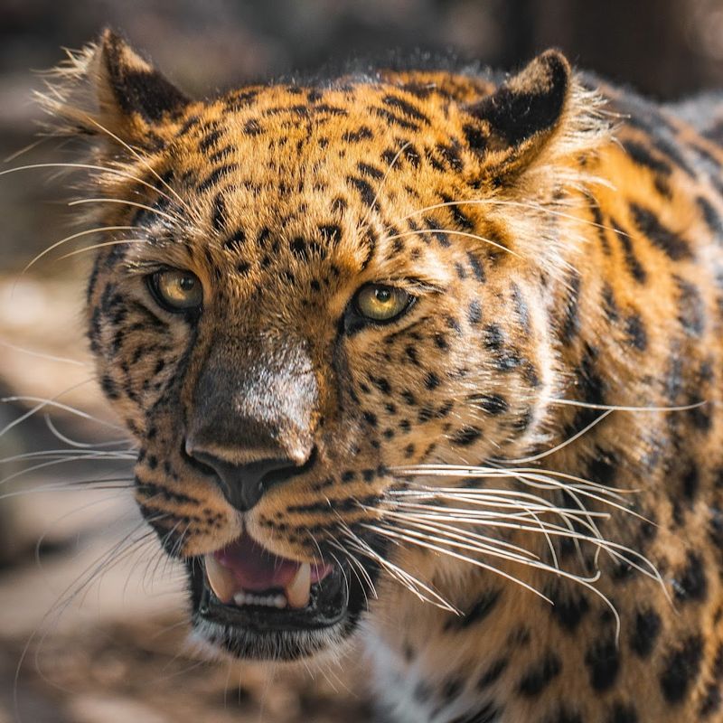Learn About Conservation Up Close