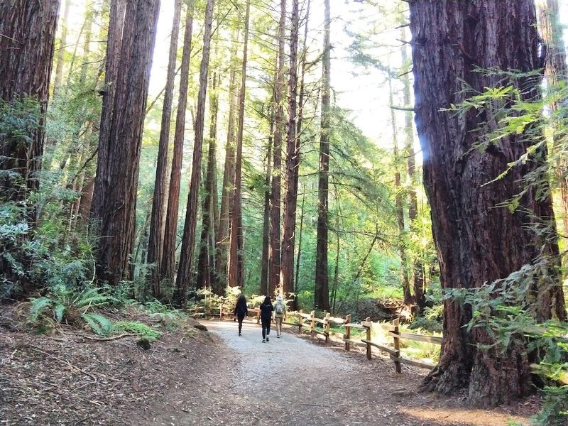 These 13 Dog-Friendly Trails In Northern California Are Perfect For A Weekend Outing - Decor Hint Redwood Regional Park, Oakland