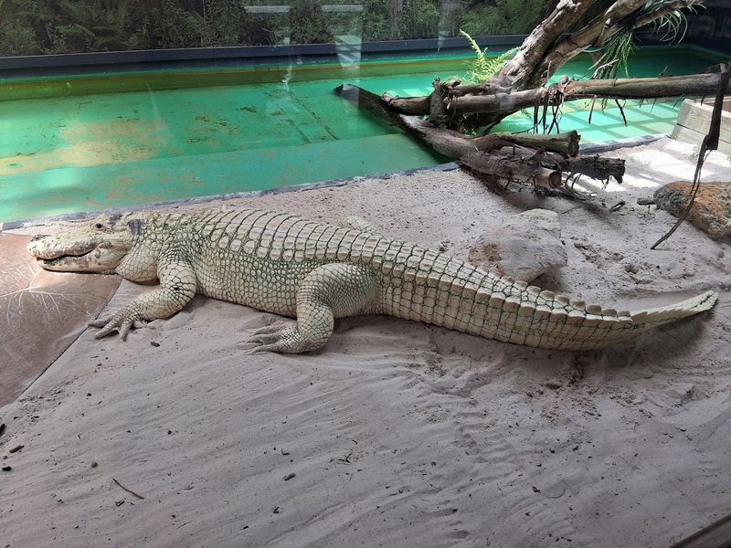 Gatorland