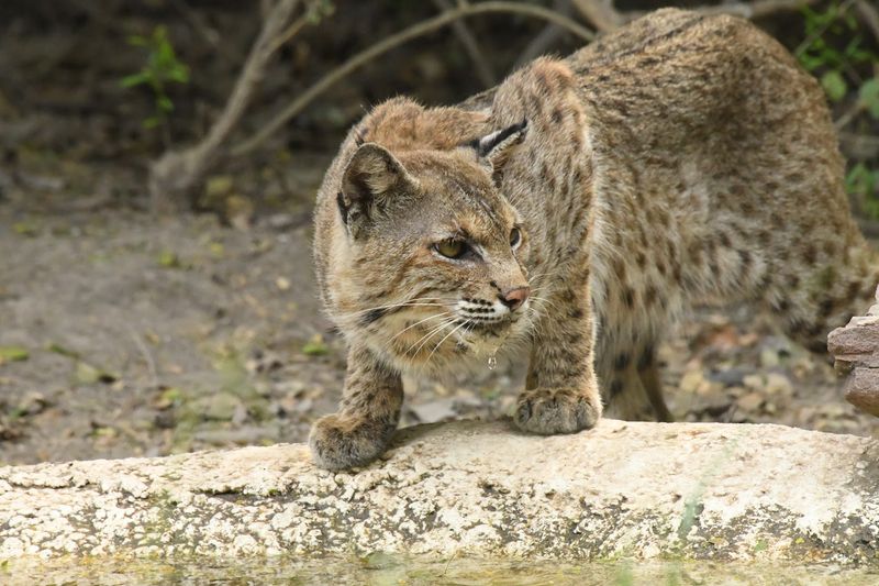 Wildlife Encounters That Belong In A Nature Documentary
