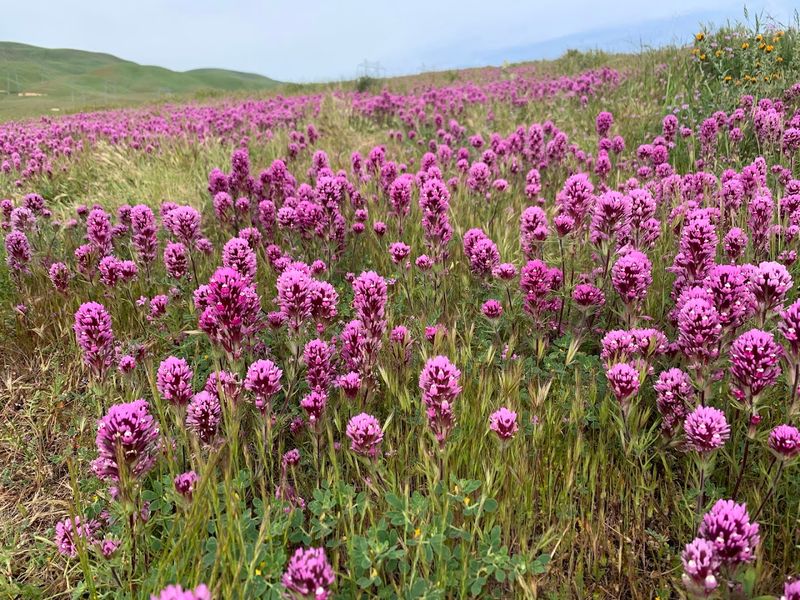 Carrizo Plain National Monument, near Santa Margarita