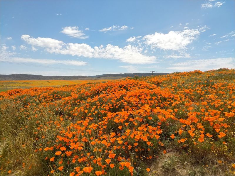 This Magical California Preserve Bursts With Millions Of Golden Poppies Every Year - Decor Hint Bloom Season Changes Every Year
