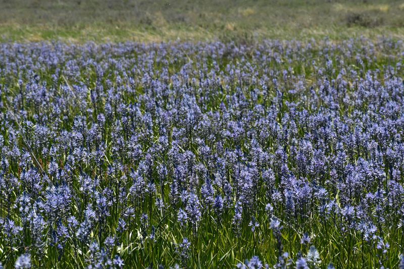Camas Lily Days Celebration In Fairfield