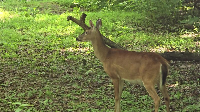 Wildlife And Nature Along The Creek