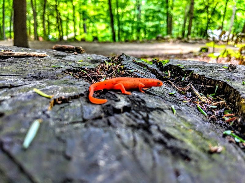 Wildlife Sightings That Make You Feel Like A Nature Documentary