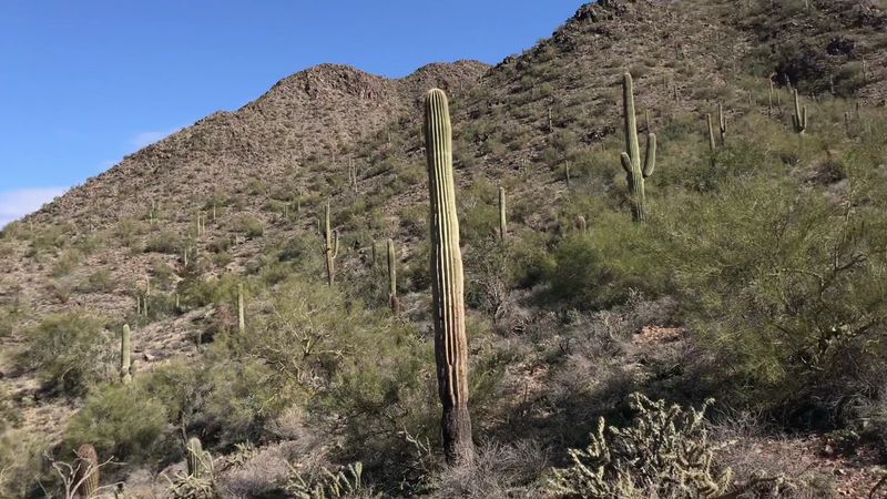 McDowell Sonoran Preserve (Gateway Trailhead)