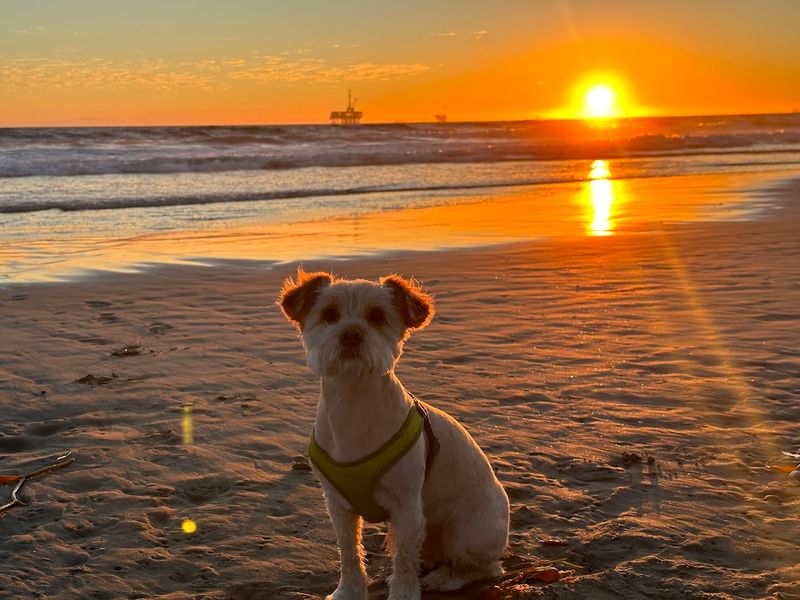 Huntington Dog Beach, Huntington Beach