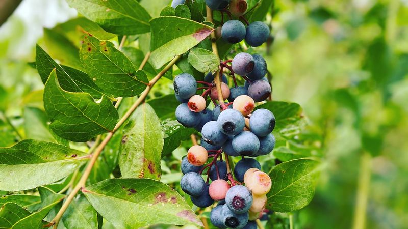 Cedar Grove Blueberry Farm