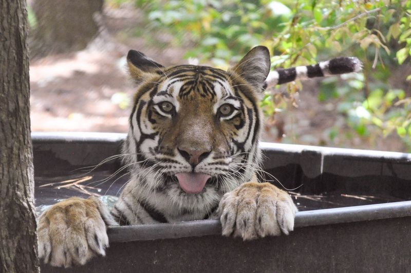 9 North Carolina Wildlife Sanctuaries And Rescue Centers Where You Can Meet Animals Face-To-Face - Decor Hint Carolina Tiger Rescue