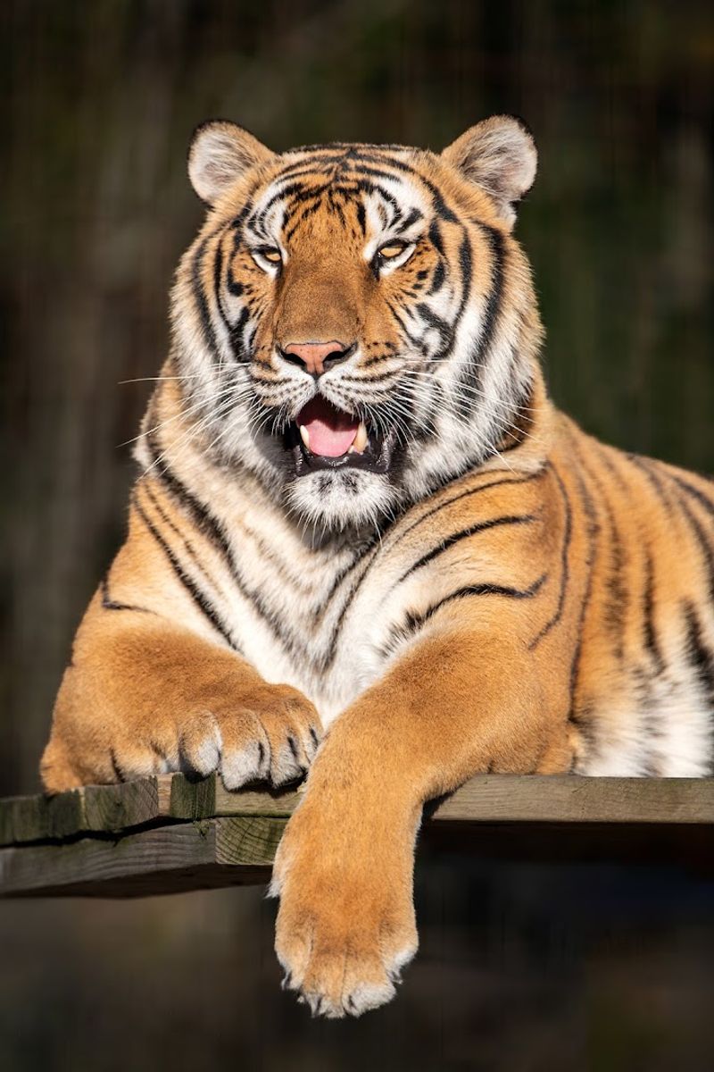 9 North Carolina Wildlife Sanctuaries And Rescue Centers Where You Can Meet Animals Face-To-Face - Decor Hint Animal Park At The Conservators Center