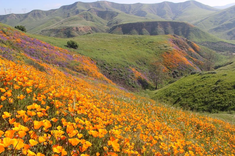 Chino Hills State Park, Chino Hills
