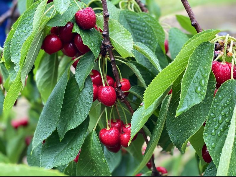 Cherry Picking In Connecticut Begins Soon, And This Farm Lets Visitors Fill A Bucket With Fresh Fruit - Decor Hint Why Cherry Season Feels So Sweet Here