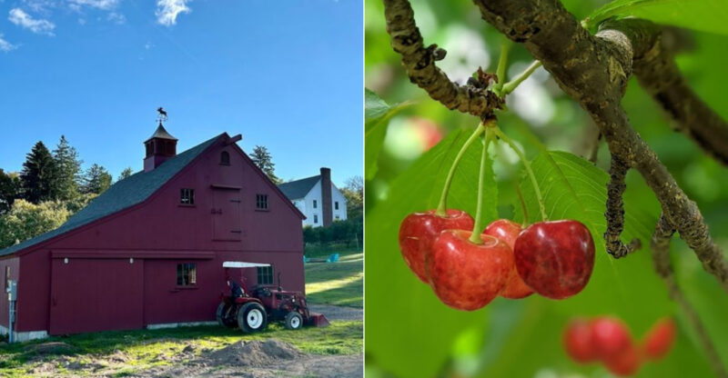 Cherry Picking In Connecticut Begins Soon, And This Farm Lets Visitors Fill A Bucket With Fresh Fruit