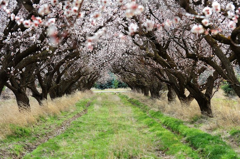Where The Orchard Sits