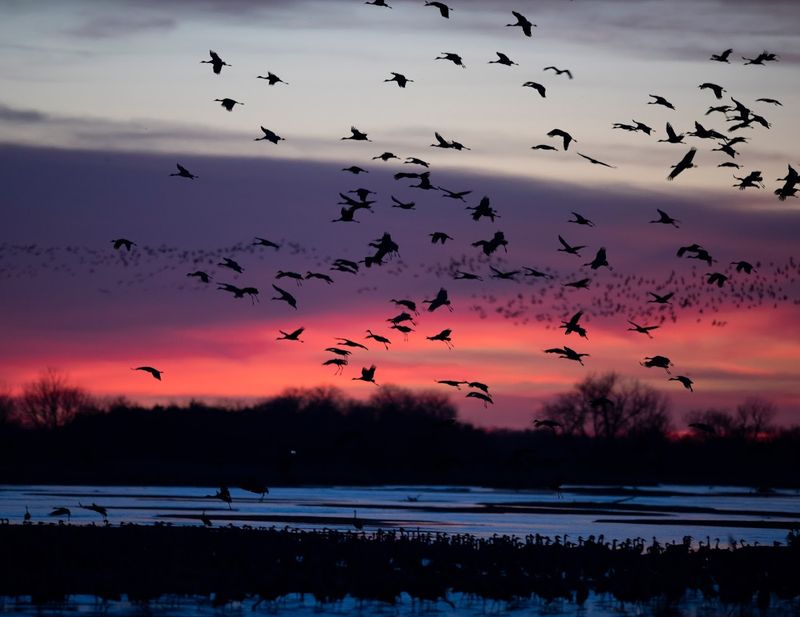 Every Month Deserves A Great Day Trip And Nebraska Has One For Each Of Them - Decor Hint Sandhill Crane Migration, Platte River, Gibbon