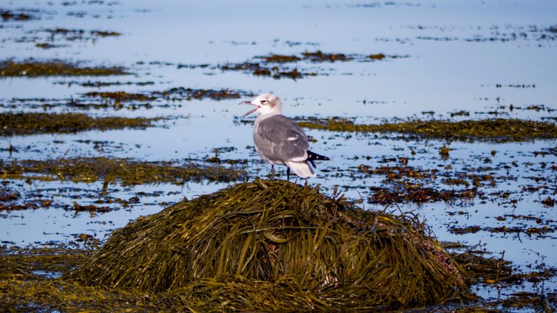 Wildlife Watching Without The Gear