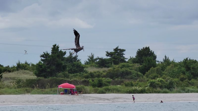 Bird Shoal Adds A Beach Reward Beyond The Trail