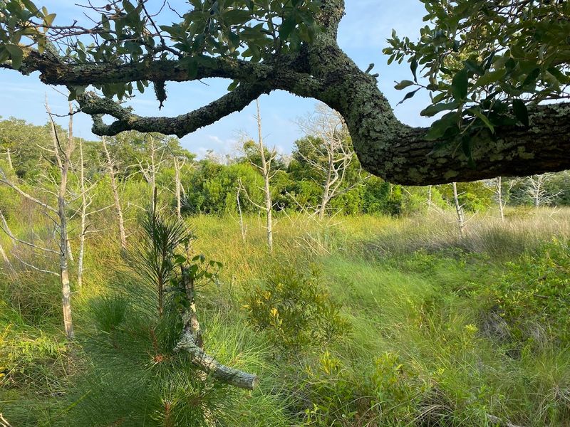 Wildflowers And Maritime Forest Keep The Short Hike Interesting