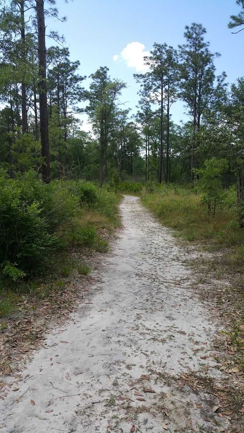 Reed Bingham State Park Gopher Tortoise Trail