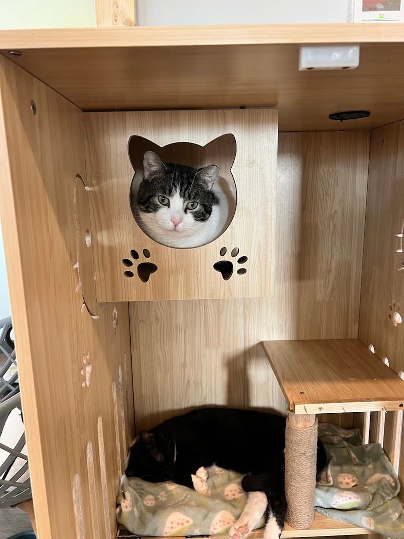 Meet The Adoptable Cats