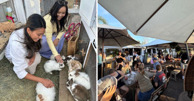 Coffee With Garden Bunnies Inside California’s Cutest Animal Cafe