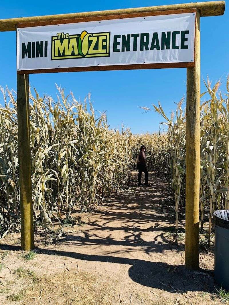 The Famous Corn Maze Adventure