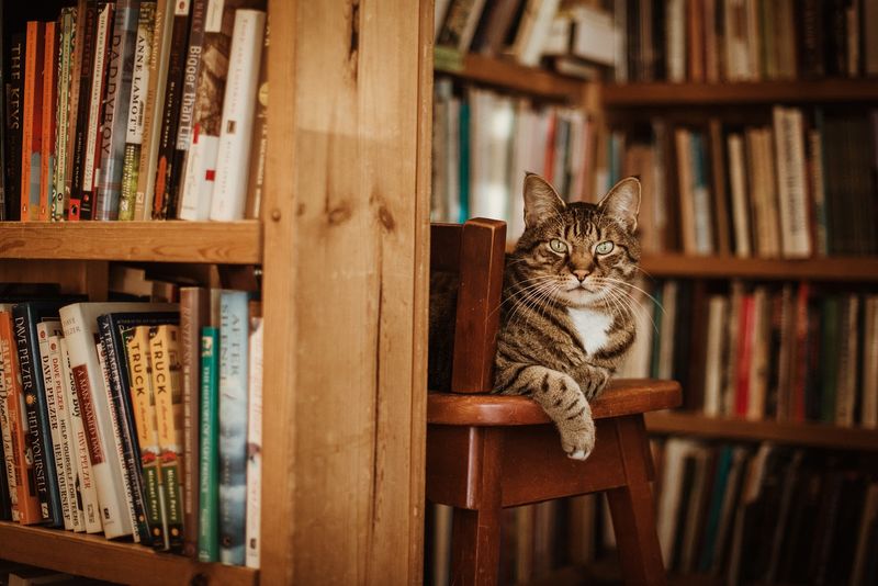 The Shelf Service Program For Personalized Book Recommendations