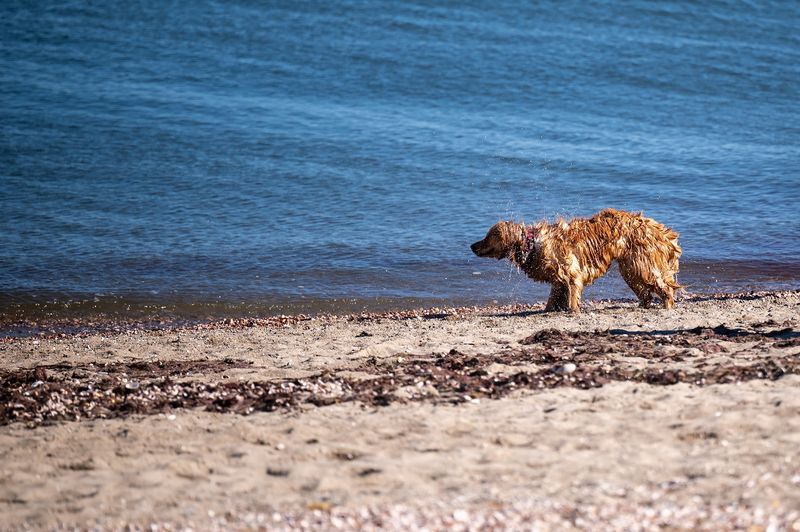 Penfield Beach, Fairfield