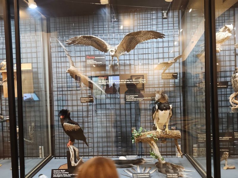 The Archives Of Falconry Inside The Center