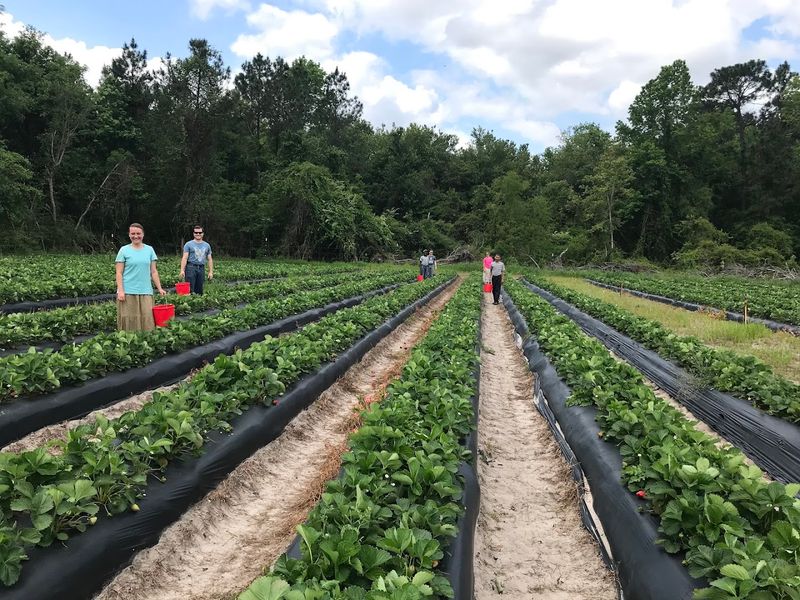 Hodges Strawberry Farm
