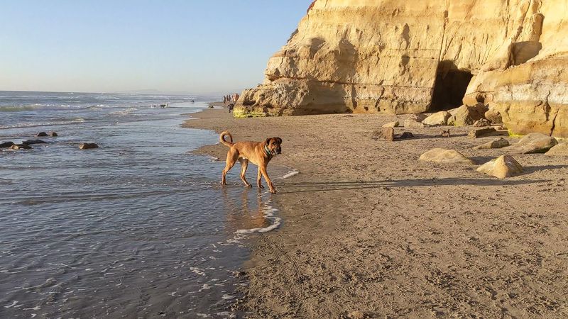 Del Mar Dog Beach / North Beach, Del Mar