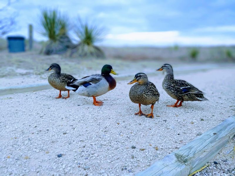 Oasis State Park