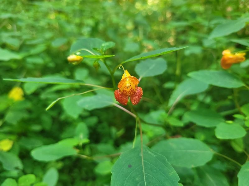 Wildlife And Nature Along The Way