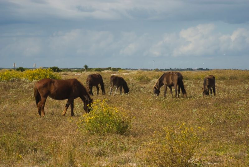 Wildlife Beyond The Horses