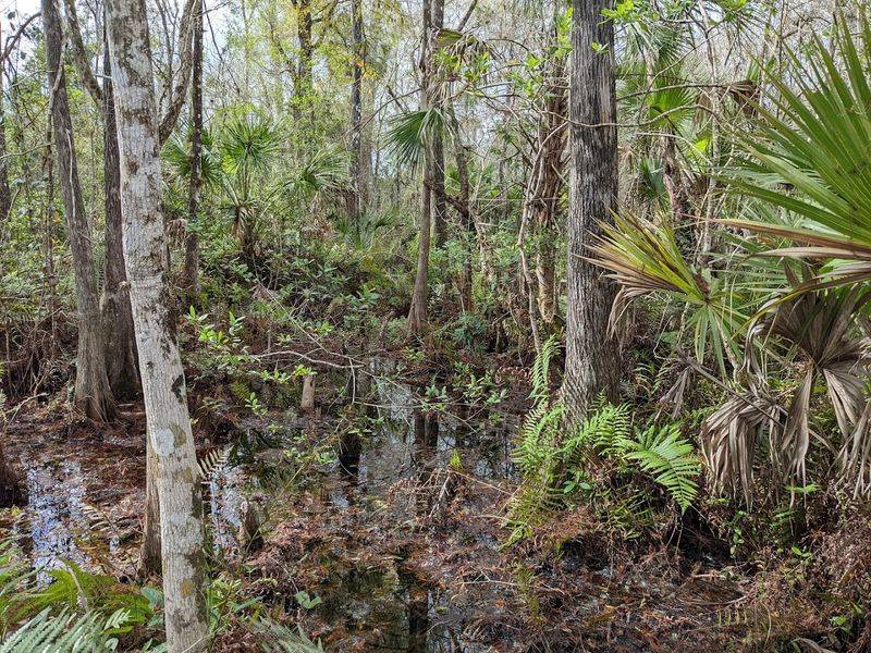 Fakahatchee Strand State Preserve