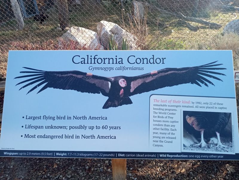 California Condors Viewed Up Close In Boise