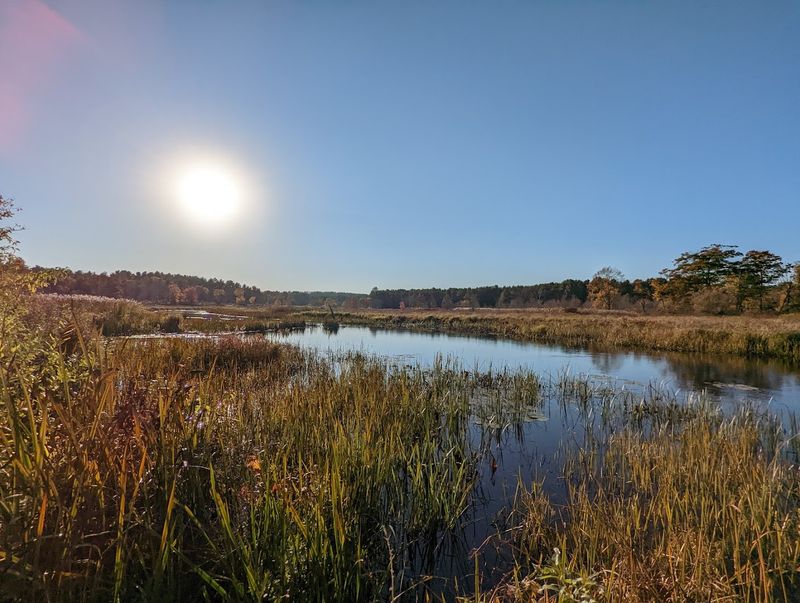 These 8 Connecticut Birdwatching Spots Feel Like Hidden Front-Row Seats To Nature - Decor Hint White Memorial Conservation Center, Litchfield