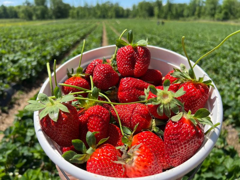 LCCL Strawberry Farm LLC