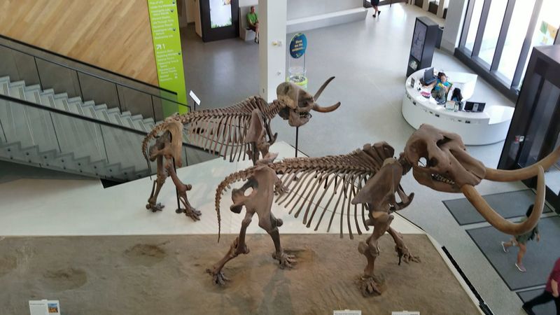 University Of Michigan Museum Of Natural History, Ann Arbor