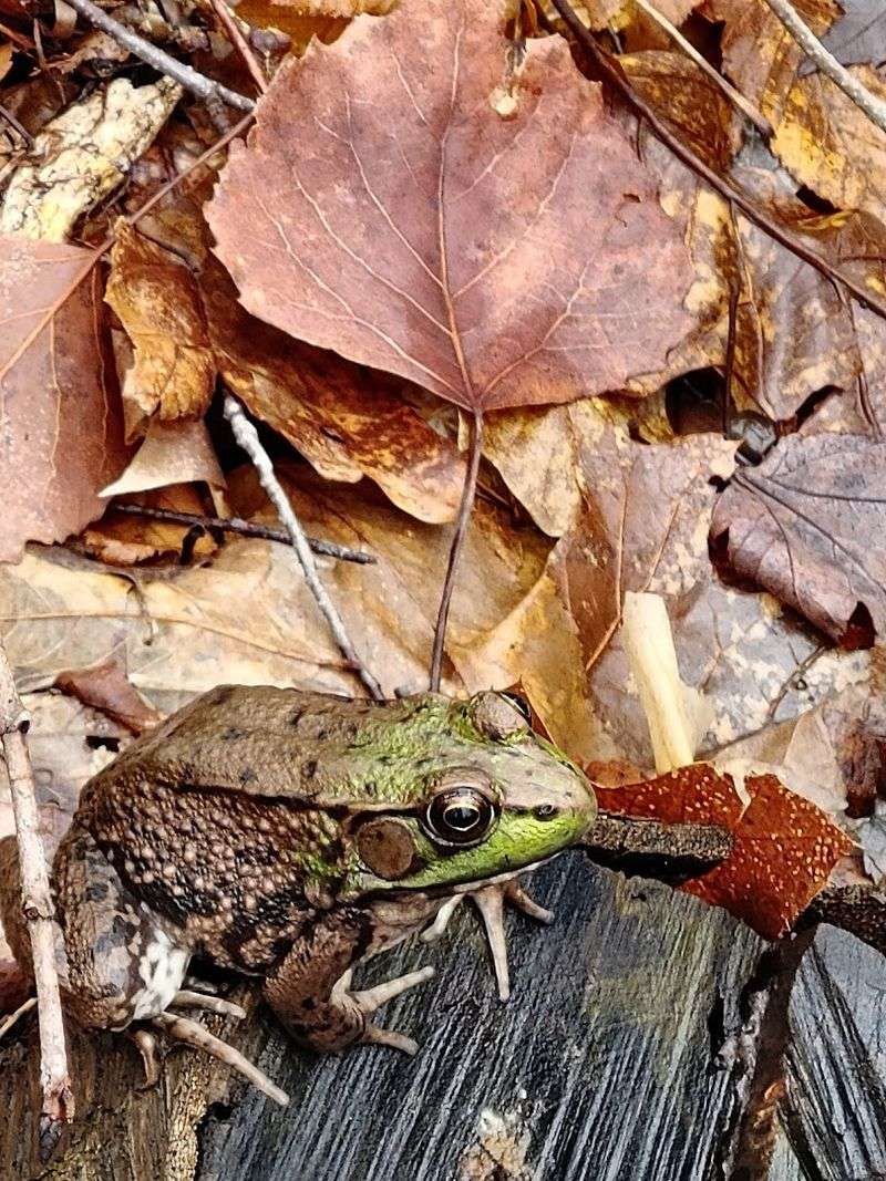 Wildlife You Might Spot On A Peaceful Walk