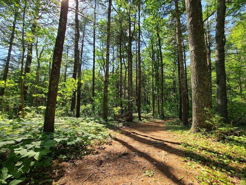 Perfect For A Solitary Nature Escape