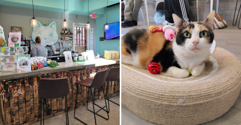 Discover Why Kentucky’s Cat Cafe Is Breaking All The Visitation Records