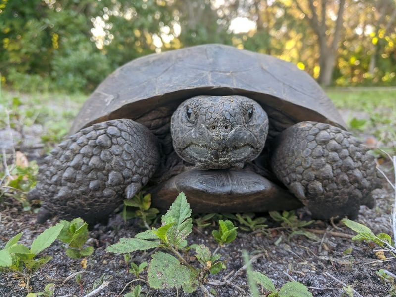 Wildlife Encounters Along The Trail