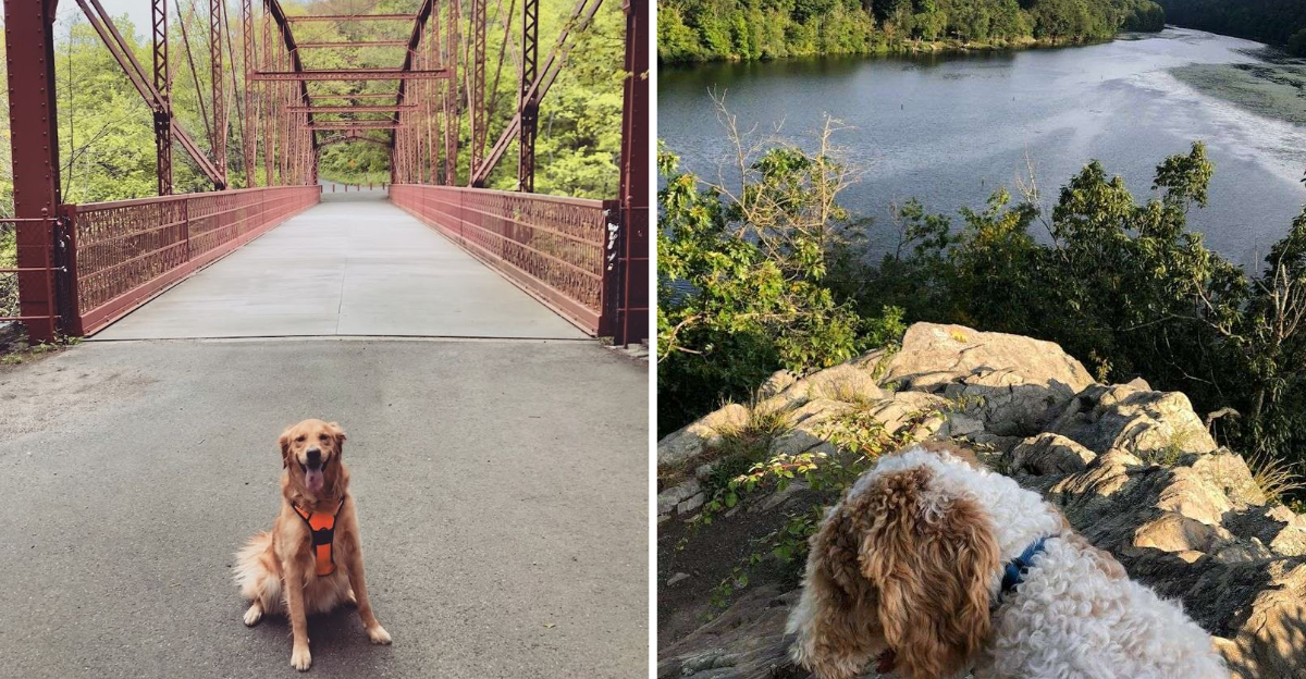 Dogs And Their Owners Cannot Get Enough Of This Peaceful Connecticut Park - Decor Hint
