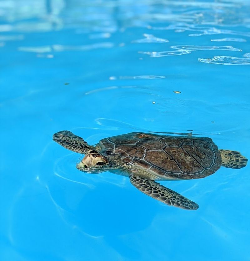 The Turtle Hospital