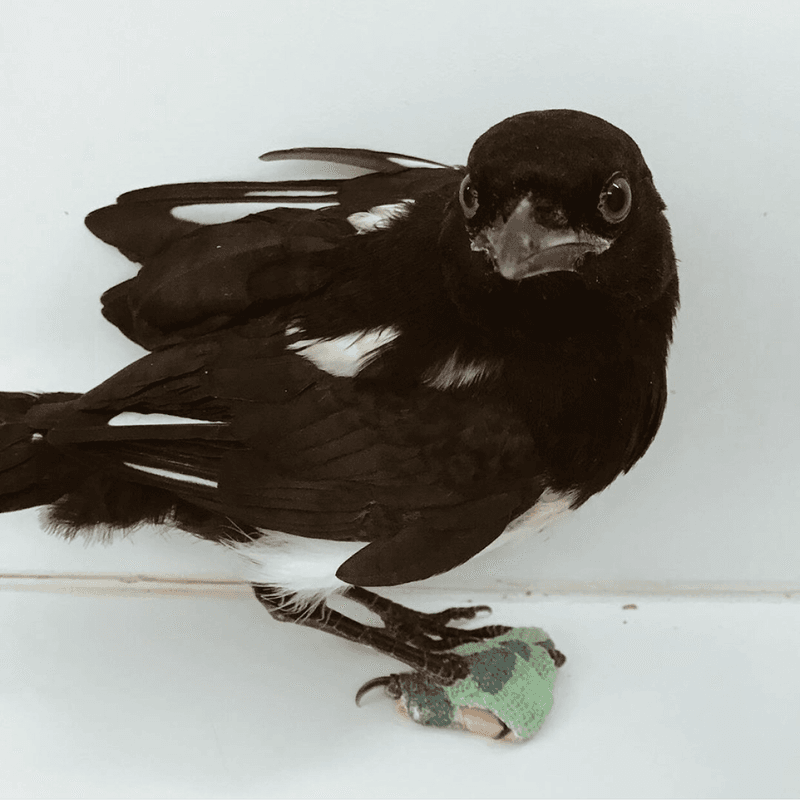 A Rescue Mission Built Around Releasing Animals Back Home