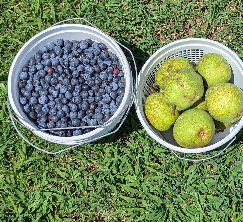 Seasonal Fruit Adds More Farm Appeal