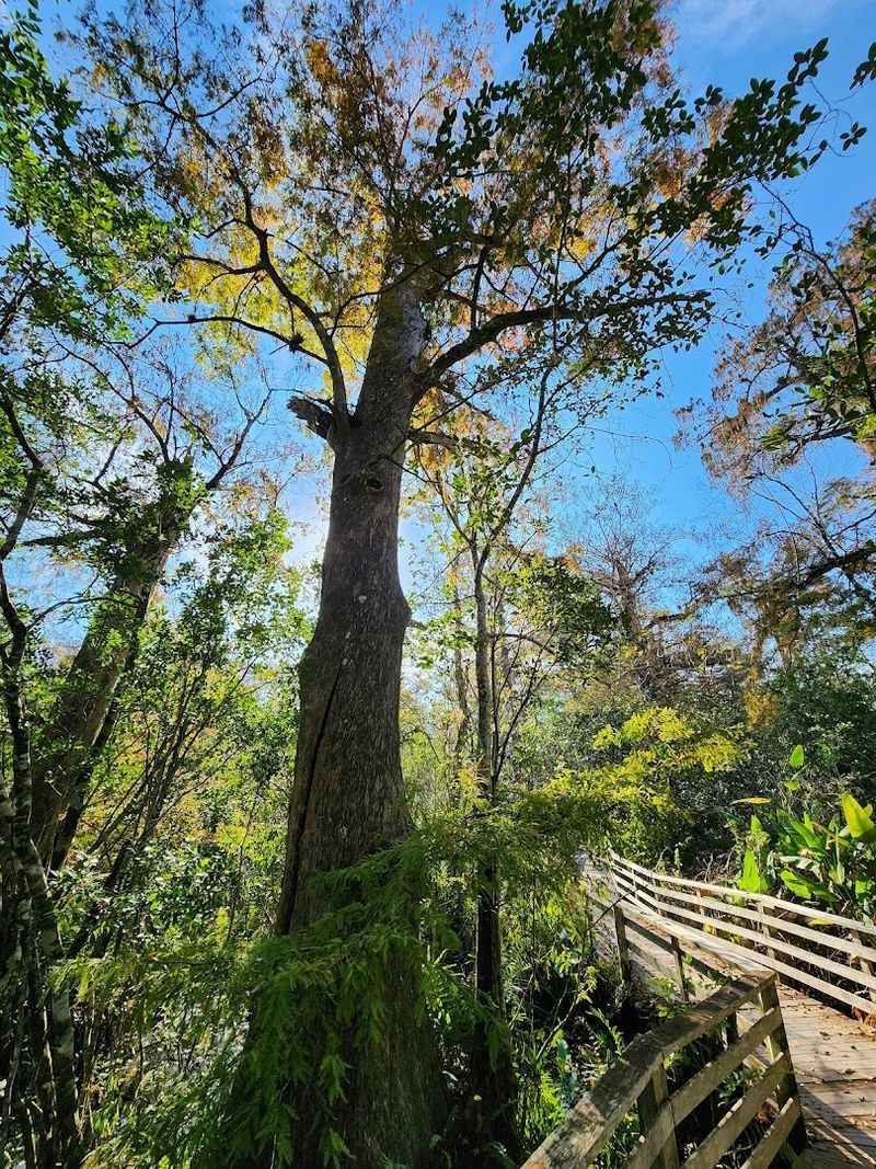 Corkscrew Swamp Sanctuary