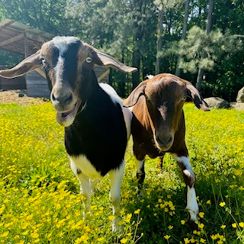 Goats, Ducks, And Chickens Near The Plants