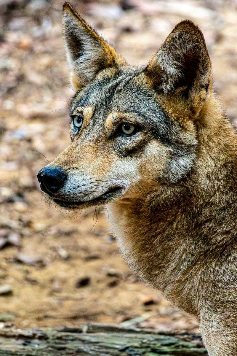 Red Wolves Add Another Rare Wildlife Reason